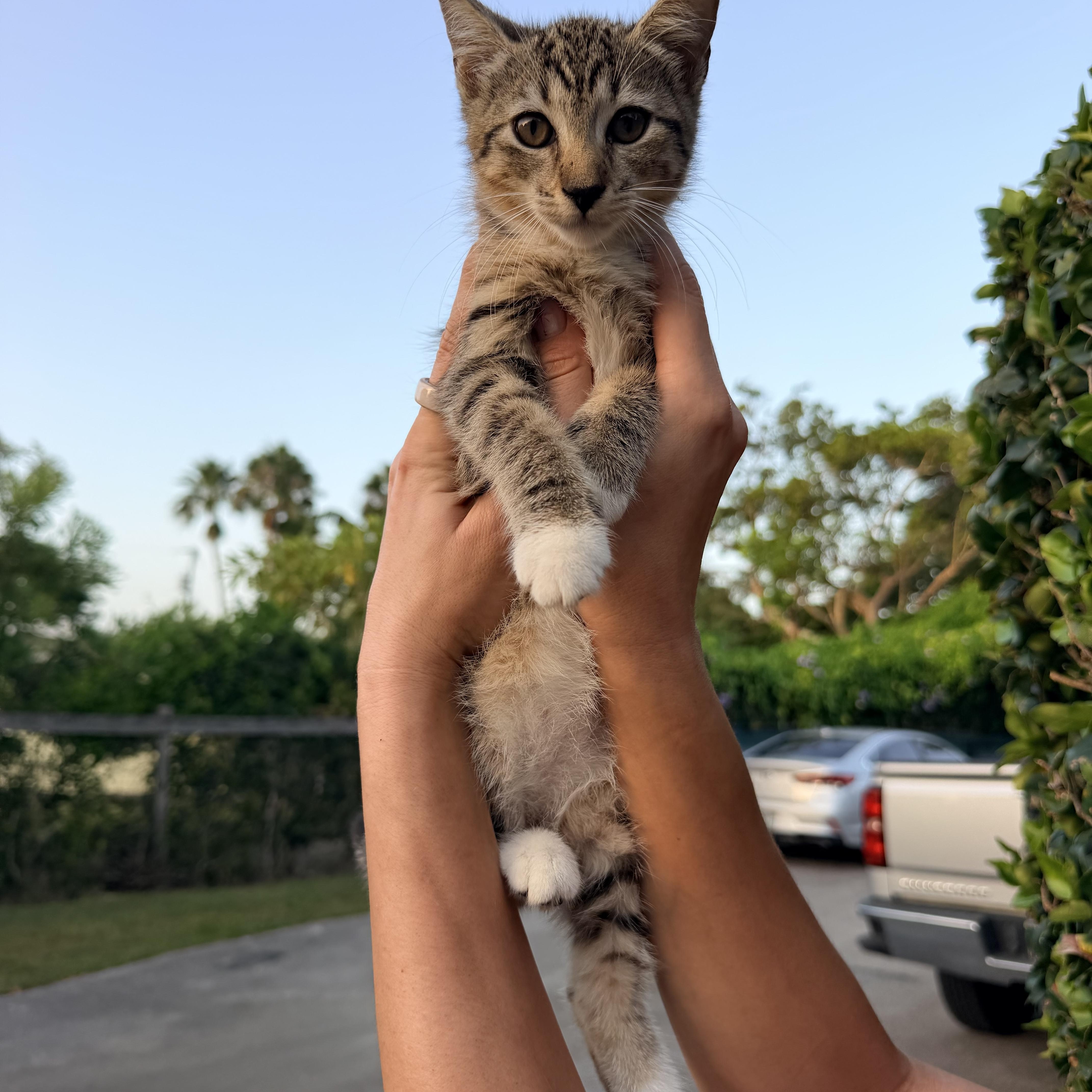 A baby medium-sized female Brown / Chocolate Domestic Short Hair cat named Sapote for adoption in Homestead, FL