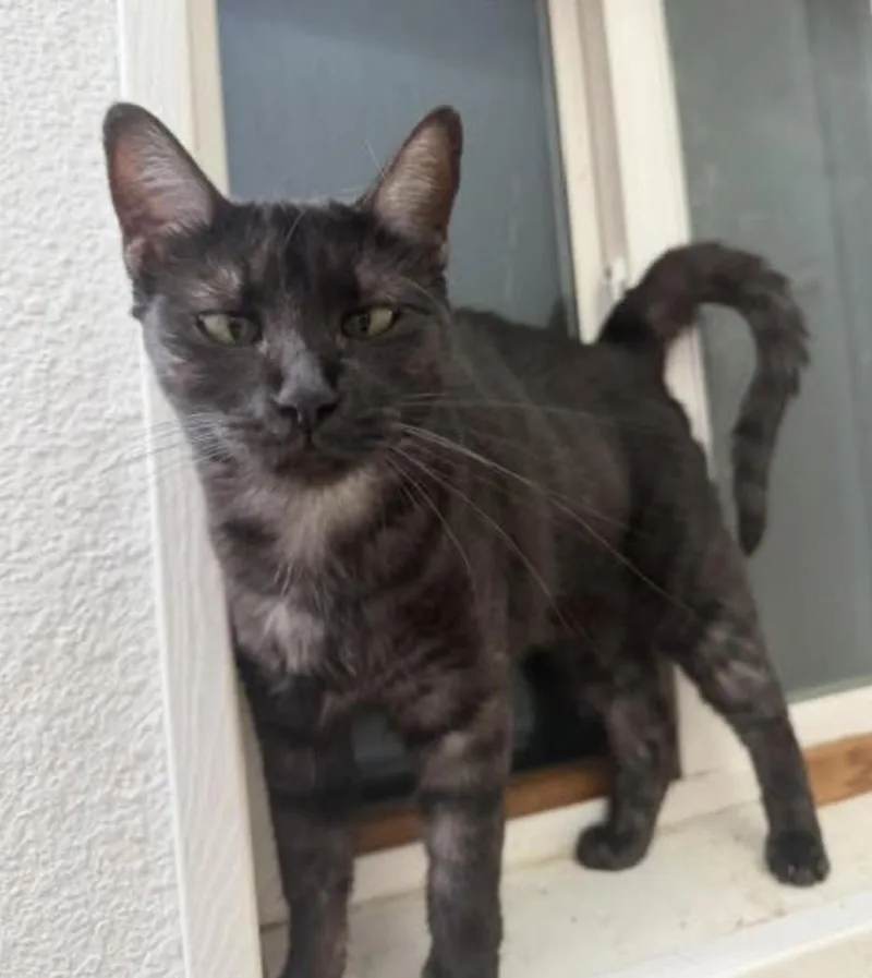 A young medium-sized female Black Domestic Short Hair cat named Betty Boop for adoption in Eugene, OR