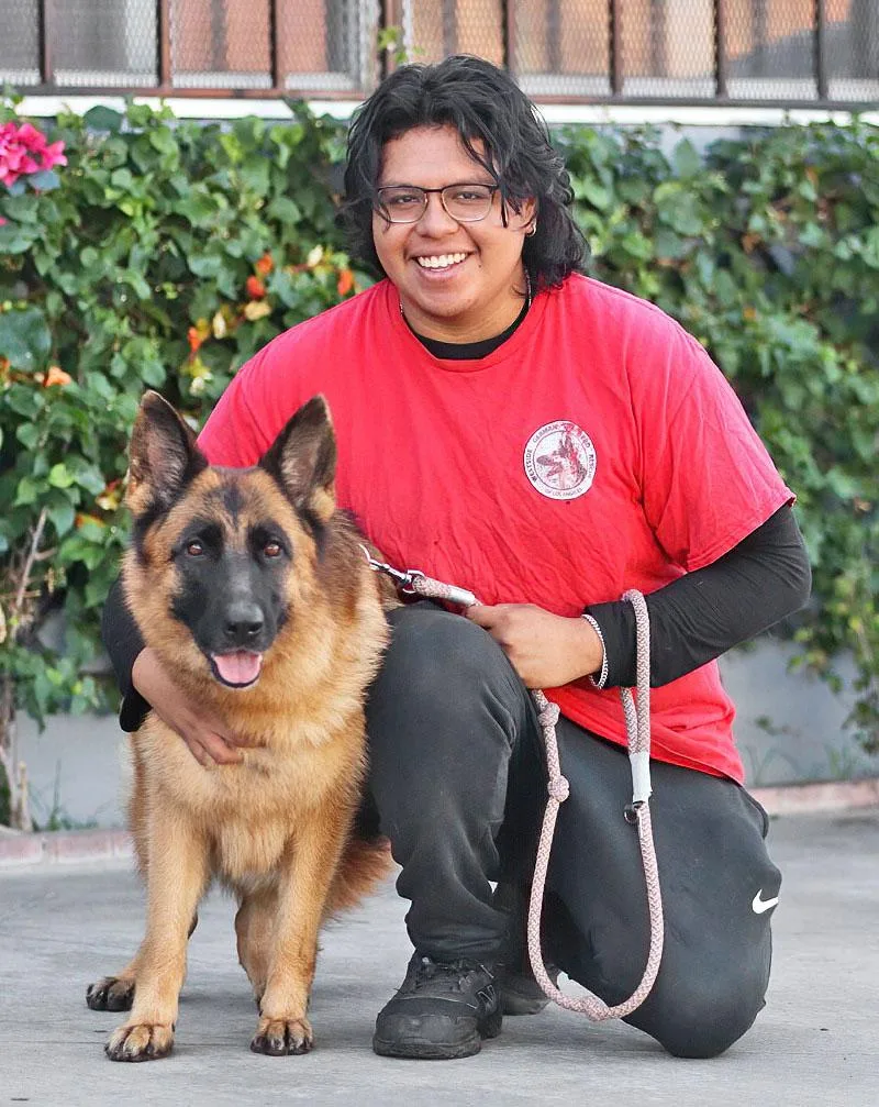 A young large-sized female Black German Shepherd Dog dog named Julep von Julbach for adoption in Los Angeles, CA