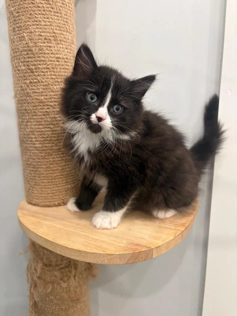 A baby small-sized male Domestic Medium Hair cat named Connor for adoption in Lunenburg, VT