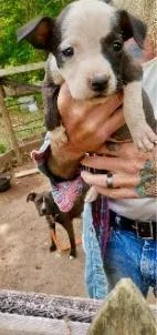 A baby medium-sized female Mixed Breed dog named Tulip for adoption in West Chester, PA