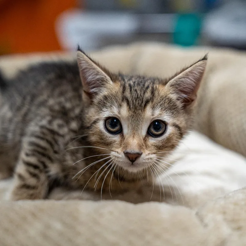 A baby small-sized male Orange / Red Domestic Short Hair cat named Curly for adoption in Gainesville, GA