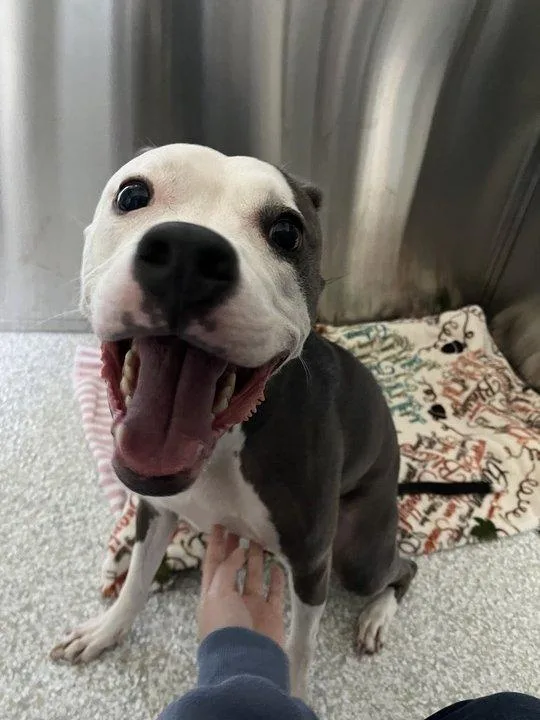 An adult medium-sized female White / Cream Mixed Breed dog named Honey for adoption in Raleigh, NC
