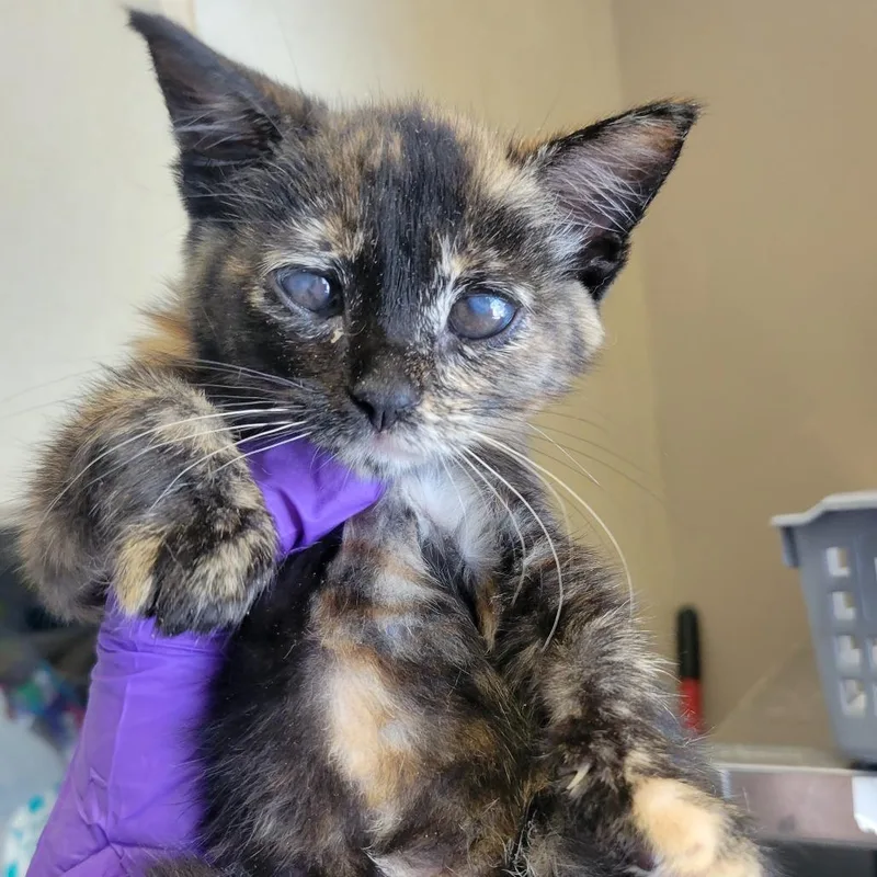 A baby small-sized female Tortoiseshell Domestic Short Hair cat named Chapel for adoption in Westminster, CA