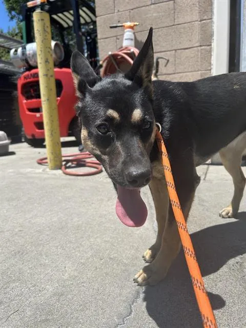 A young medium-sized female German Shepherd Dog dog named Josie for adoption in Sacramento, CA