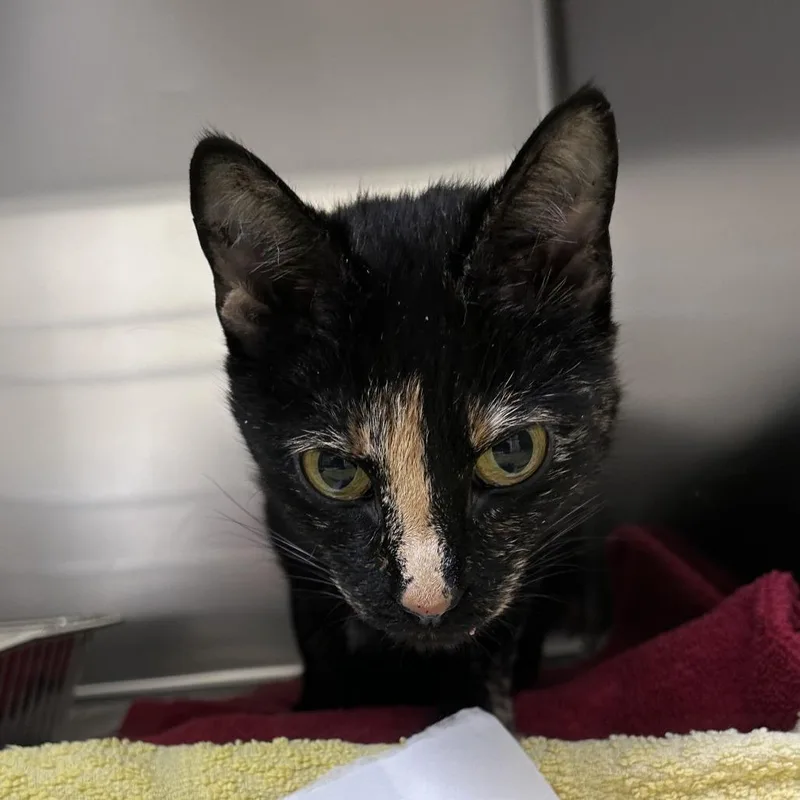 A young medium-sized female Black Domestic Short Hair cat named Blackberry for adoption in Asheville, NC
