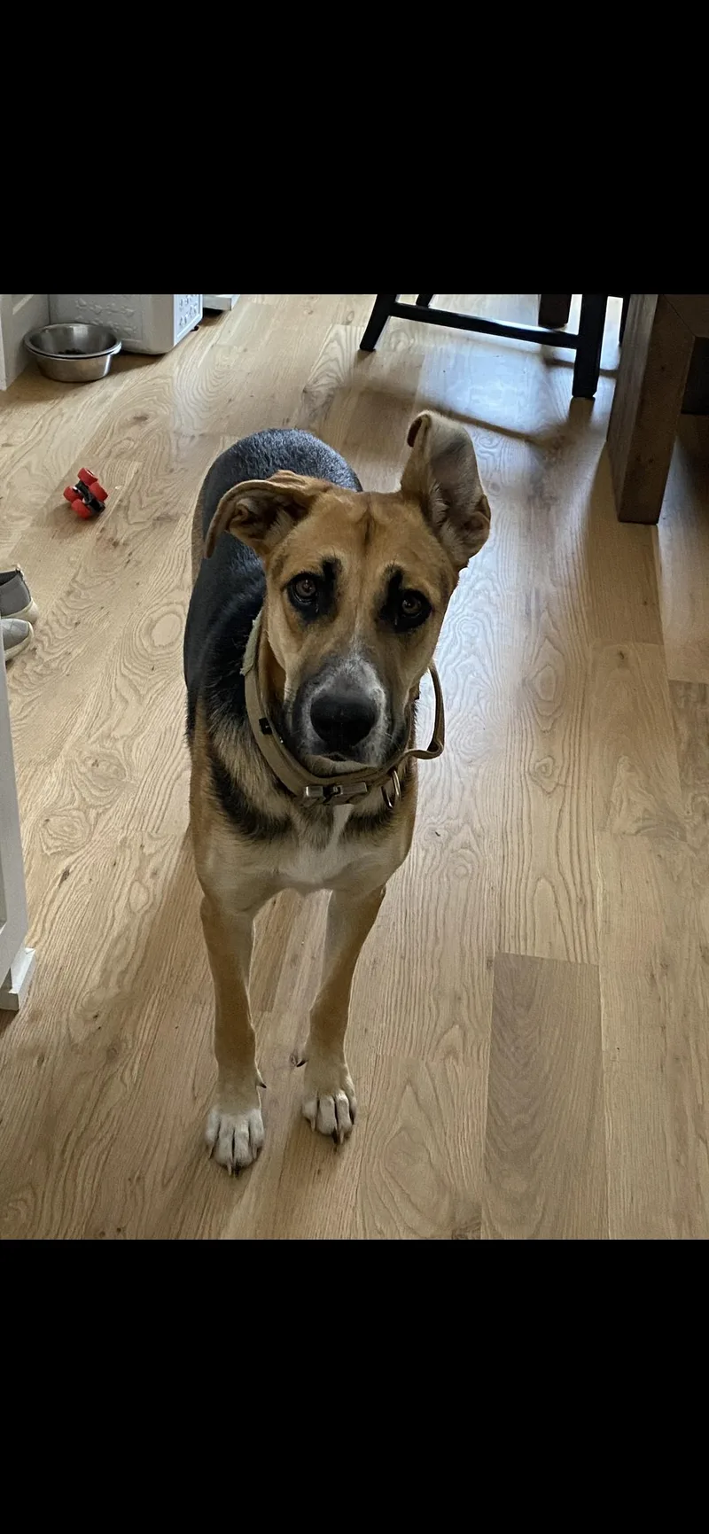 A young large-sized female Yellow / Tan / Blond / Fawn German Shepherd Dog dog named Mira for adoption in Edmond, OK