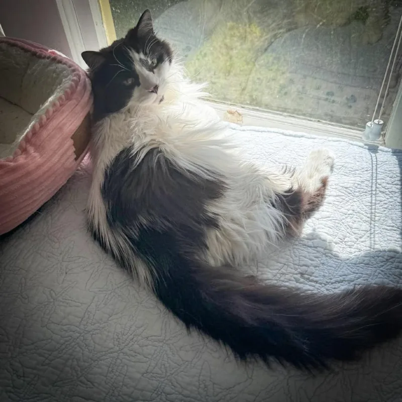 Sammy