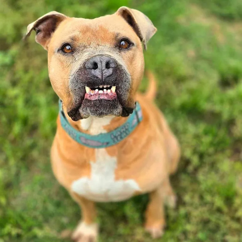An adult medium-sized male Apricot / Beige Pit Bull Terrier dog named Mateo for adoption in Spring, TX