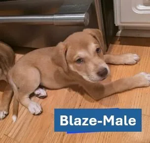 A young medium-sized male Apricot / Beige Yellow Labrador Retriever dog named Blaze  Americana Litter for adoption in Sheboygan, WI