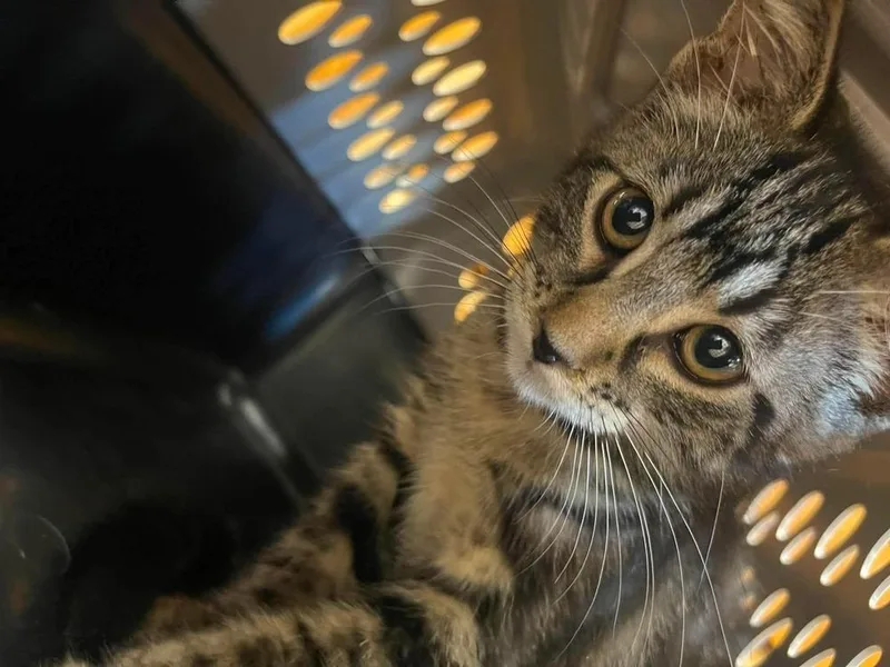 A baby small-sized male Domestic Short Hair cat named Fly for adoption in Bolivar, MO