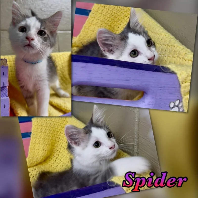 Spider