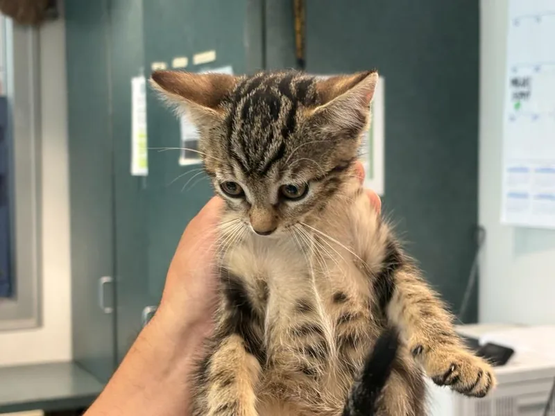 A baby medium-sized female Domestic Short Hair cat named Emmy for adoption in Chatsworth, CA
