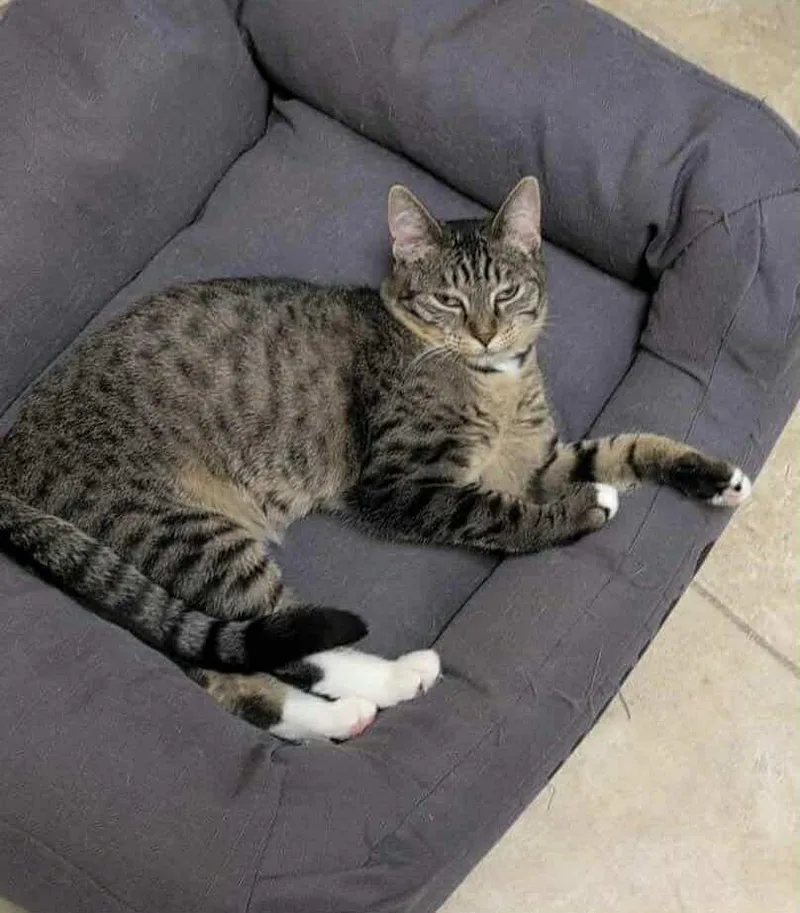 A young medium-sized female Tabby (Brown / Chocolate) Domestic Short Hair cat named Annabelle for adoption in Rochester, NY