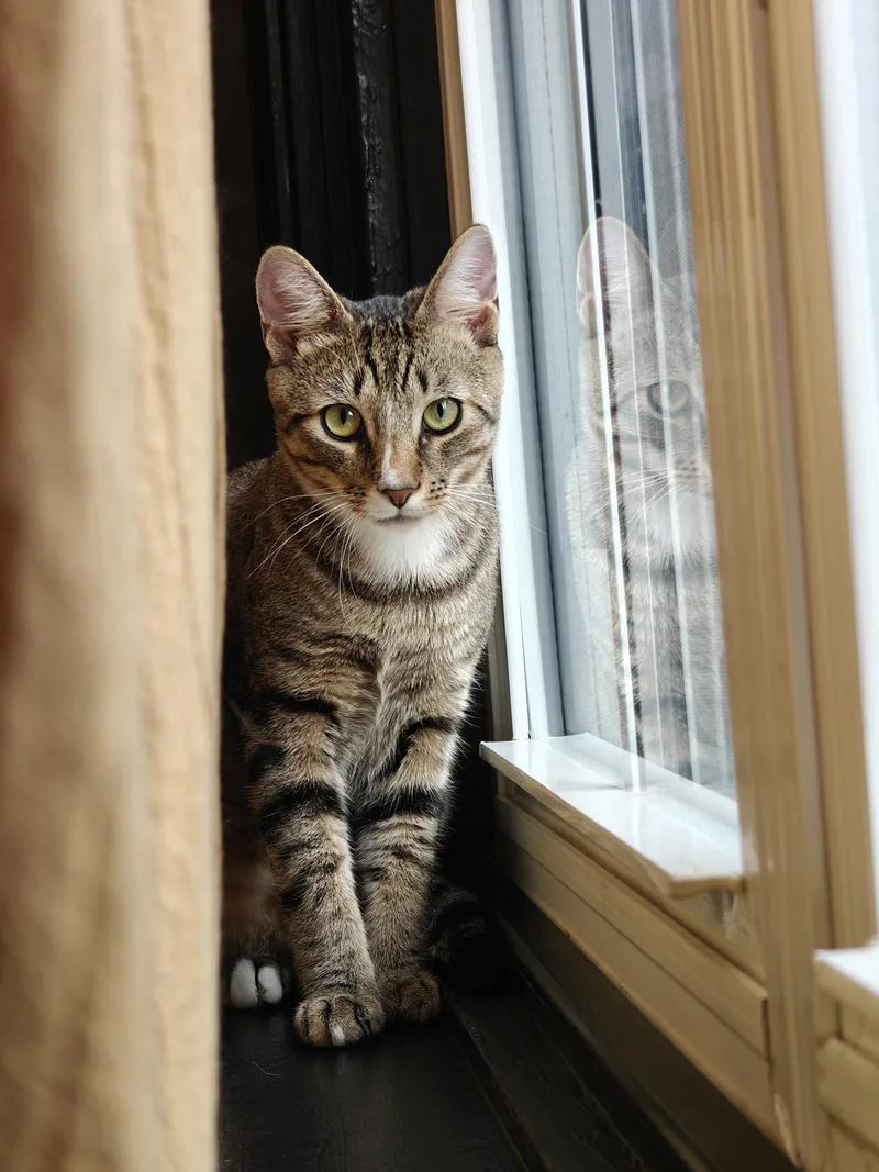 A young medium-sized male Tabby (Brown / Chocolate) Tabby cat named Kyle Schwarbpurr for adoption in Philadelphia, PA