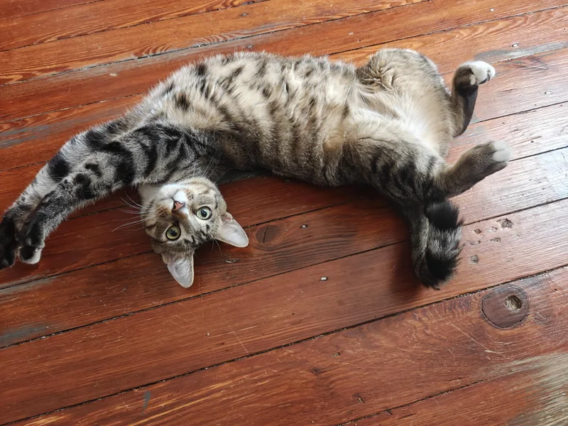 Kyle Schwarbpurr thumbnail 3