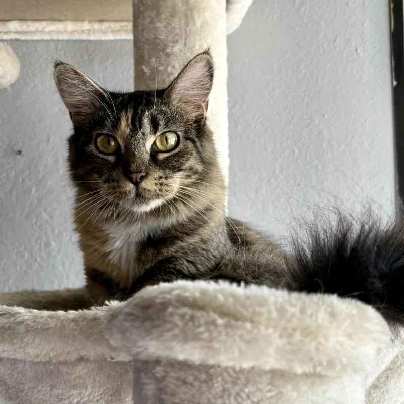 A young medium-sized female Calico Domestic Medium Hair cat named Clovington aka Clove for adoption in Liverpool, TX