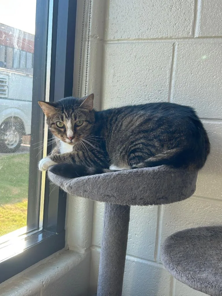 An adult medium-sized female Domestic Short Hair cat named Janet Wood for adoption in East Ridge, TN