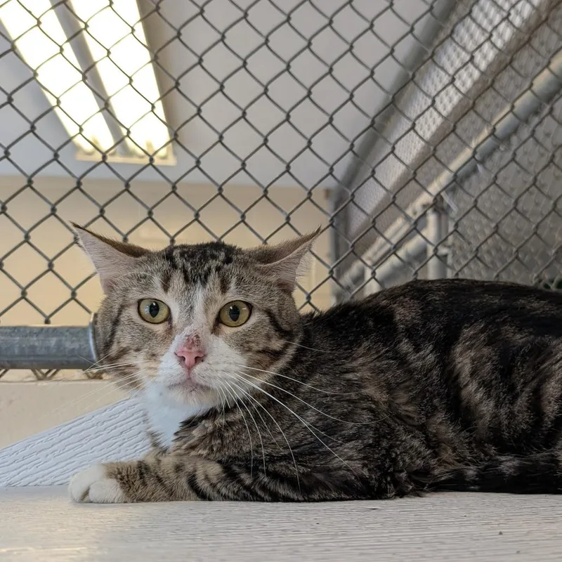 An adult medium-sized male Brown / Chocolate Domestic Short Hair cat named Greg for adoption in Birdsboro, PA