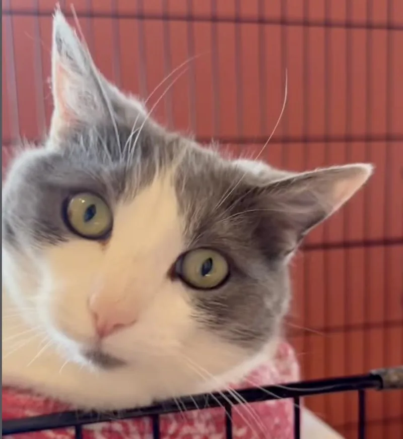 An adult medium-sized female Gray & White Domestic Short Hair cat named Miss Mo Mo for adoption in Wells, ME
