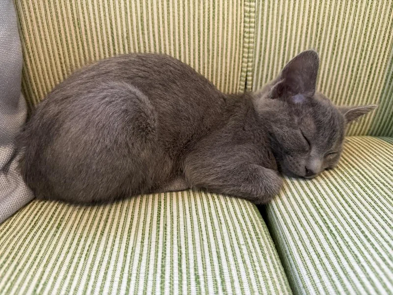 A baby small-sized male Russian Blue cat named Ranger Rick for adoption in Dallas, TX