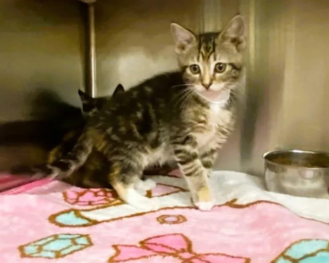 A baby small-sized female Domestic Short Hair cat named Liberty for adoption in Tustin, CA