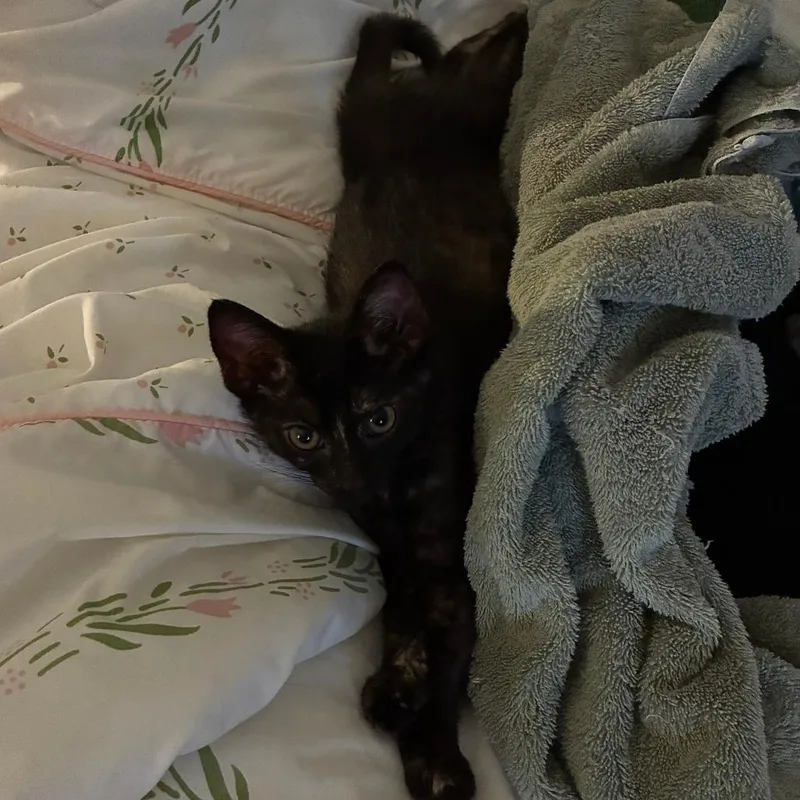 A baby small-sized female Black Domestic Short Hair cat named Monkey for adoption in West Palm Beach, FL