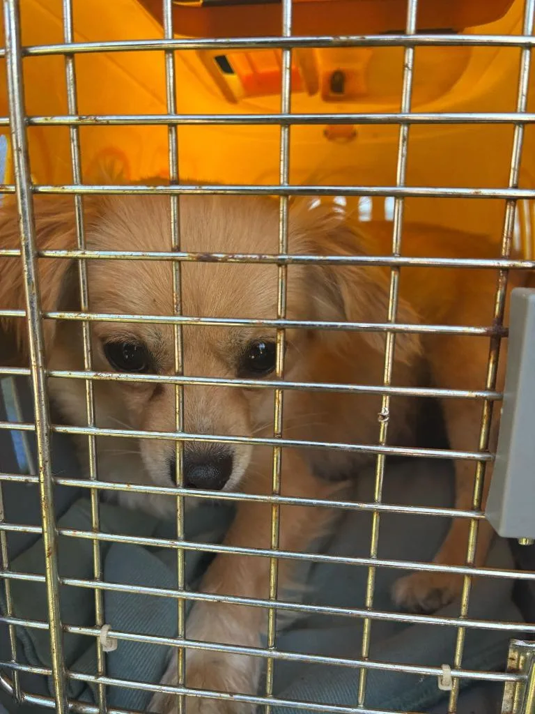 A young small-sized female Chihuahua dog named Susieavailble for adoption in Chickamauga , GA