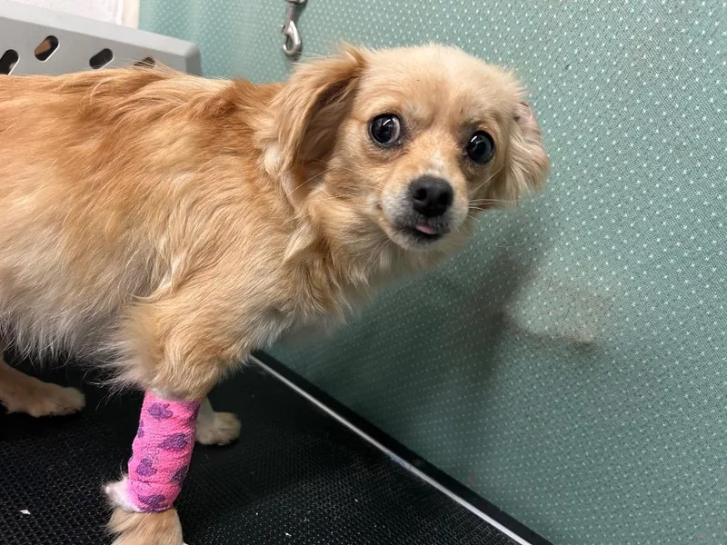 Susieavailble thumbnail 2