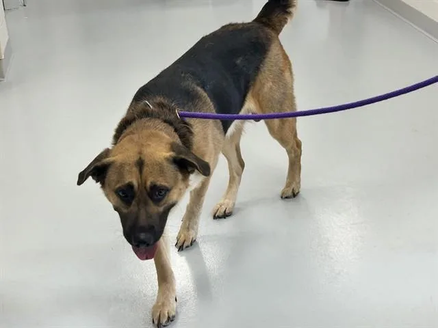 A young large-sized male German Shepherd Dog dog named A for adoption in Ocala, FL