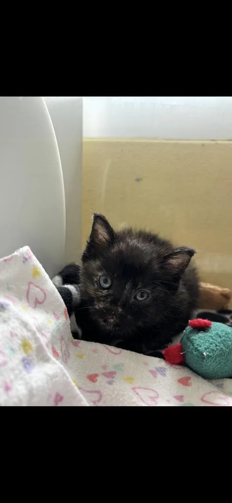 A baby medium-sized female Domestic Short Hair cat named Chop Suey for adoption in Florence, SC