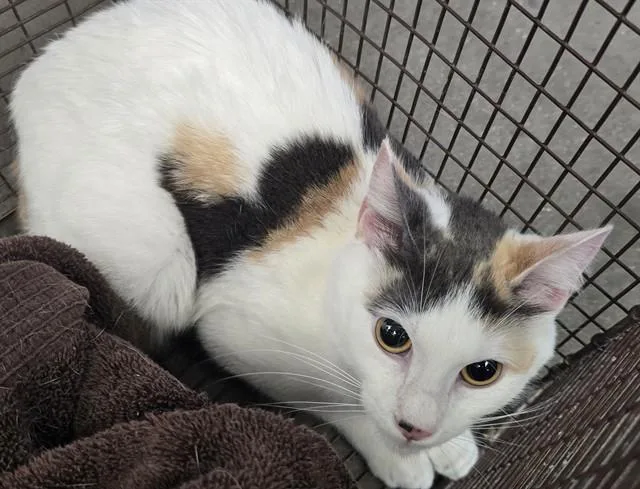 A young small-sized female Domestic Short Hair cat named Sparrow for adoption in Tucson, AZ