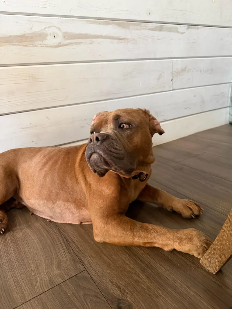 A young medium-sized female Boxer dog named Peony for adoption in santa monica, CA