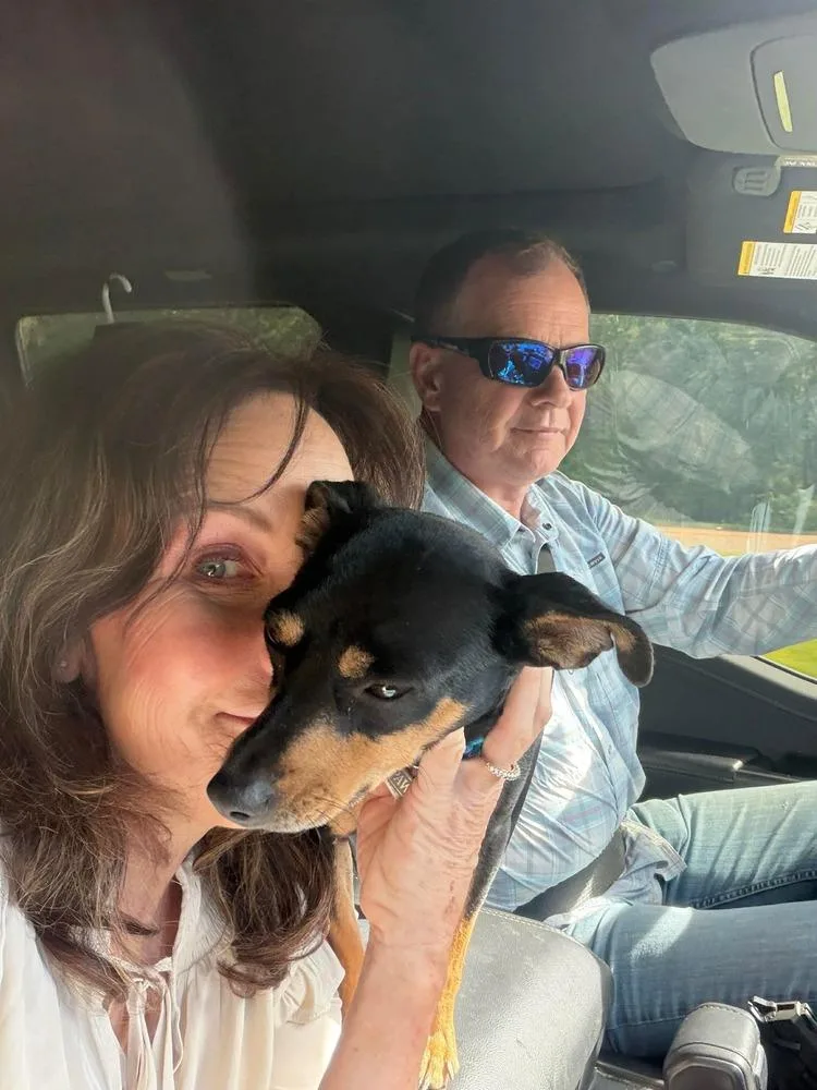 An adult small-sized female Rat Terrier dog named Peaches for adoption in Groveland, MA