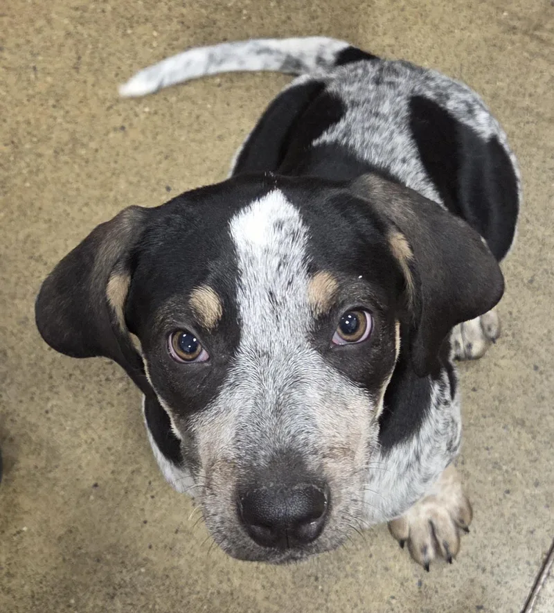 A baby medium-sized female Tricolor (Brown, Black, & White) Bluetick Coonhound dog named Matilda for adoption in Hillsdale, NY
