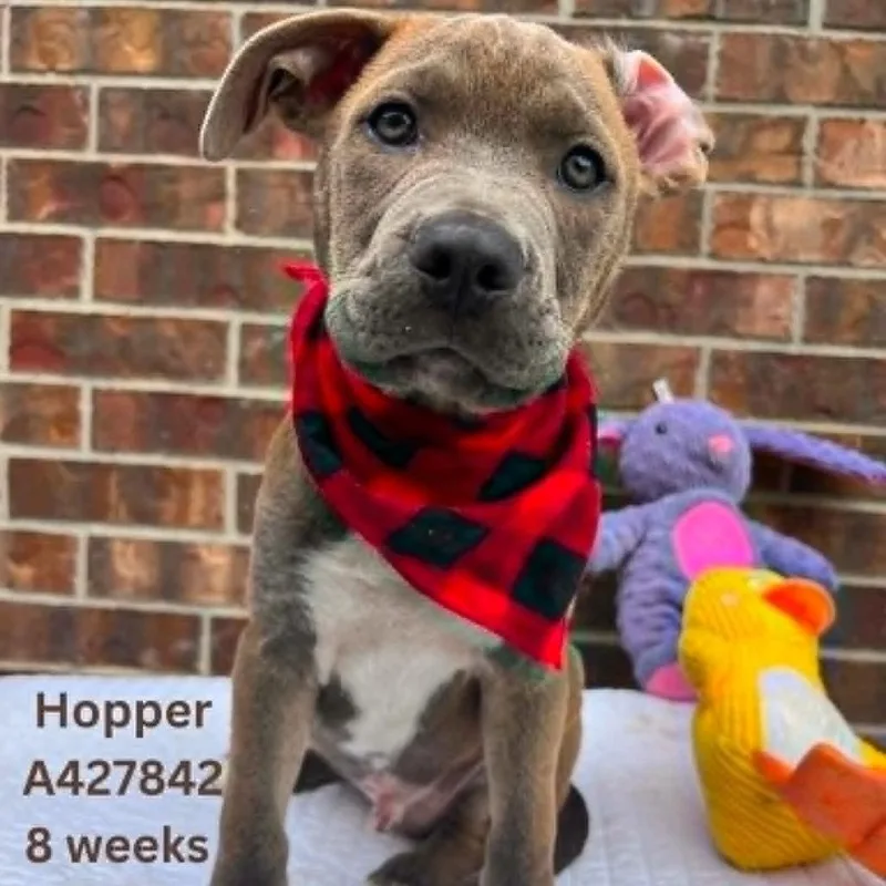 A baby small-sized male Brown / Chocolate Mixed Breed dog named Hopper for adoption in Tomah, WI