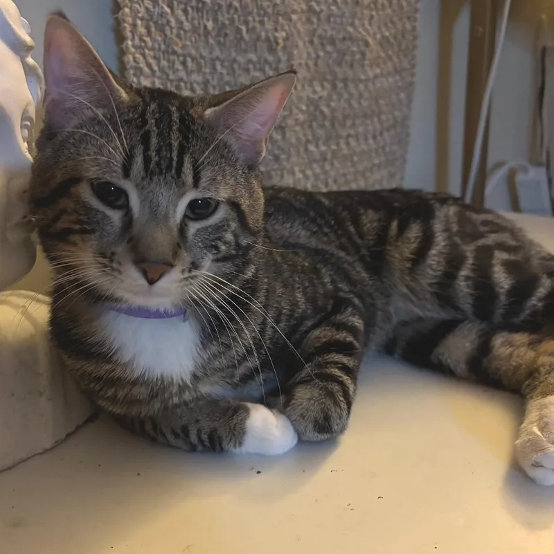 An adult medium-sized male Brown / Chocolate Domestic Short Hair cat named Spirit for adoption in York, PA