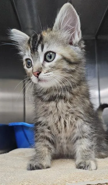 A baby small-sized female Domestic Medium Hair cat named Margot for adoption in Santa Cruz, CA