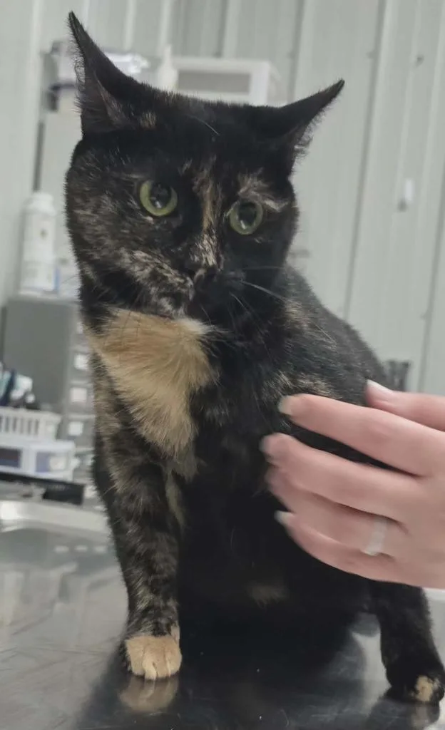 A young medium-sized female Domestic Short Hair cat named Carmen for adoption in Hillsdale, IN