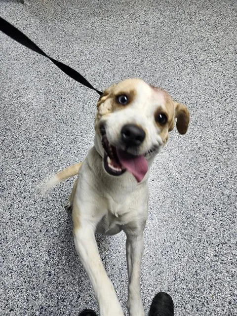 A young medium-sized female Labrador Retriever dog named Ranger for adoption in San Antonio, TX