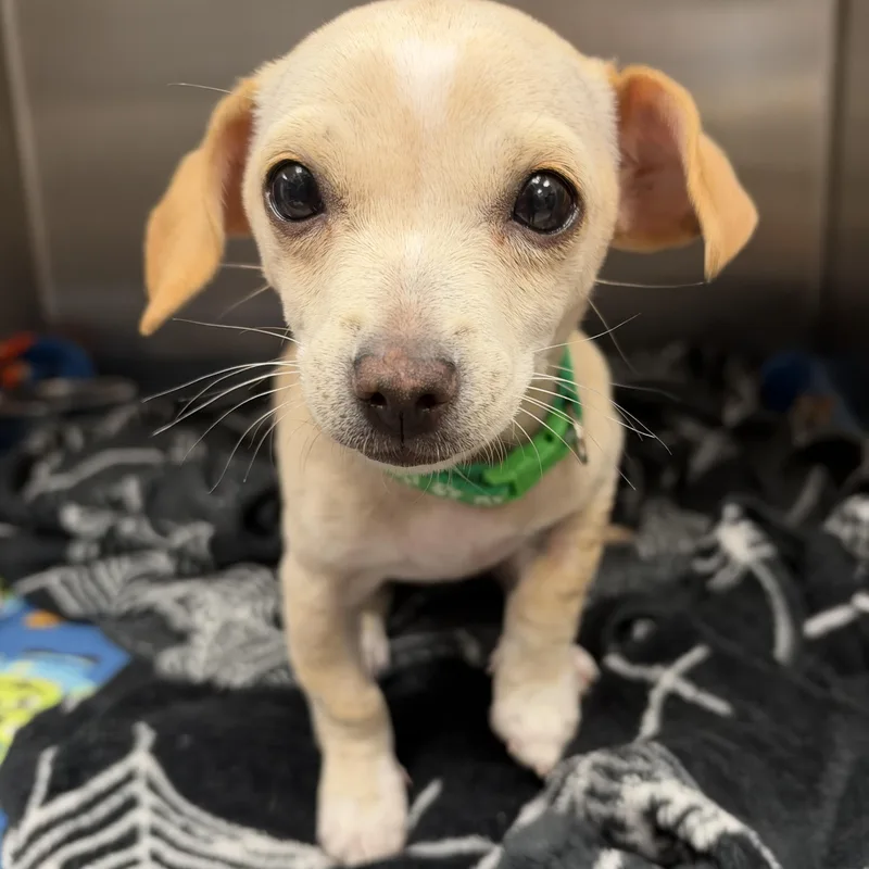 A baby small-sized female Chihuahua dog named Pumpkin Spice Latte for adoption in Henderson, NV
