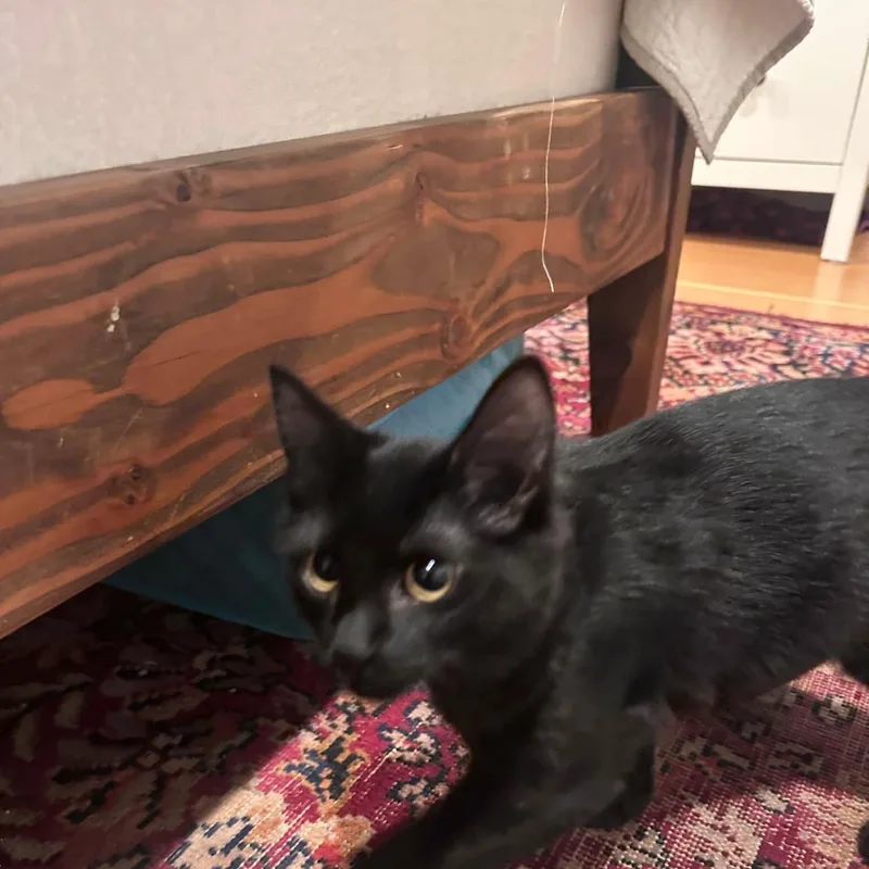A baby small-sized female Domestic Medium Hair cat named Midnight for adoption in Gladstone, OR
