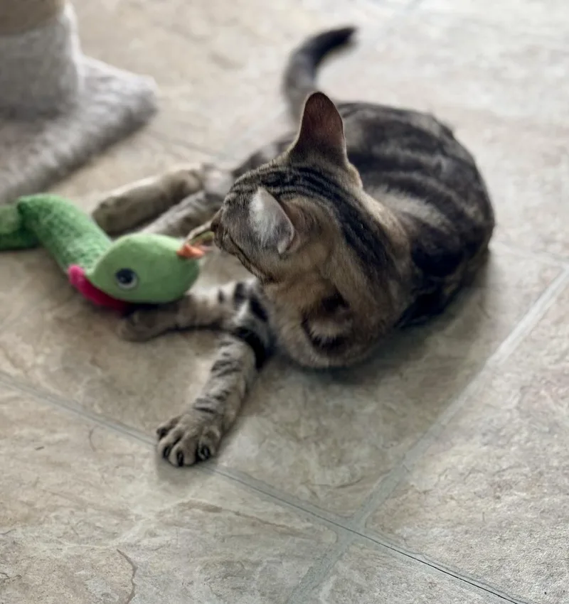 A young medium-sized female Tabby (Buff / Tan / Fawn) American Shorthair cat named Bridgett for adoption in Mission Viejo, CA
