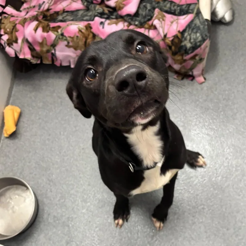 A young medium-sized male Black Labrador Retriever dog named Ozzy for adoption in Evansville, IN