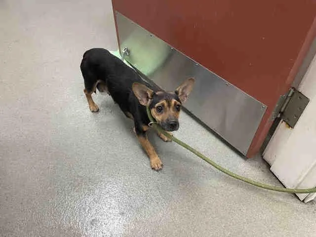 A young medium-sized female Terrier dog named A for adoption in Carlsbad, CA