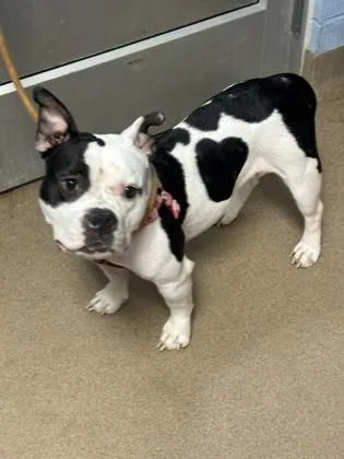 An adult medium-sized female Mixed Breed dog named Precious for adoption in Chamblee, GA