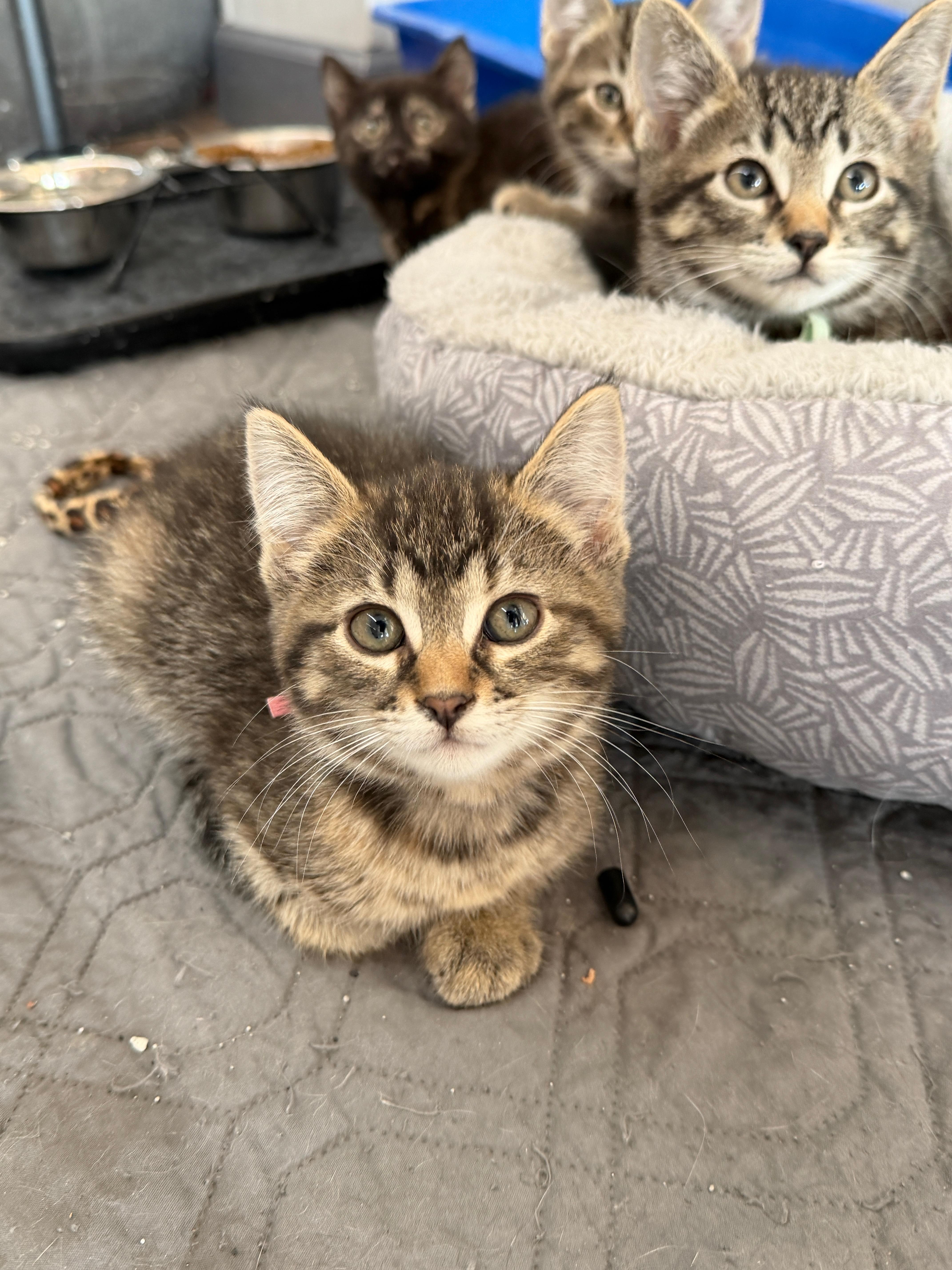 A baby small-sized female Tabby (Tiger Striped) Domestic Short Hair cat named Fern for adoption in Wayland, MI