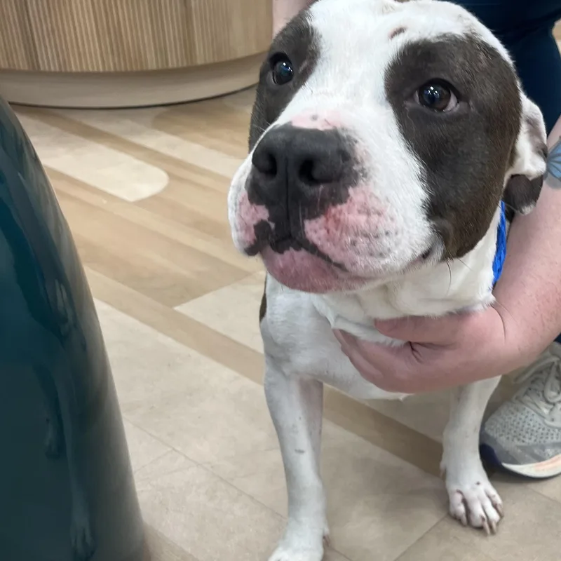 An adult medium-sized male Black Pit Bull Terrier dog named 26-195 for adoption in Amityville, NY