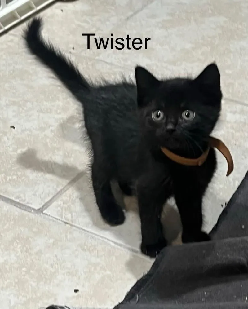 Twister thumbnail 4