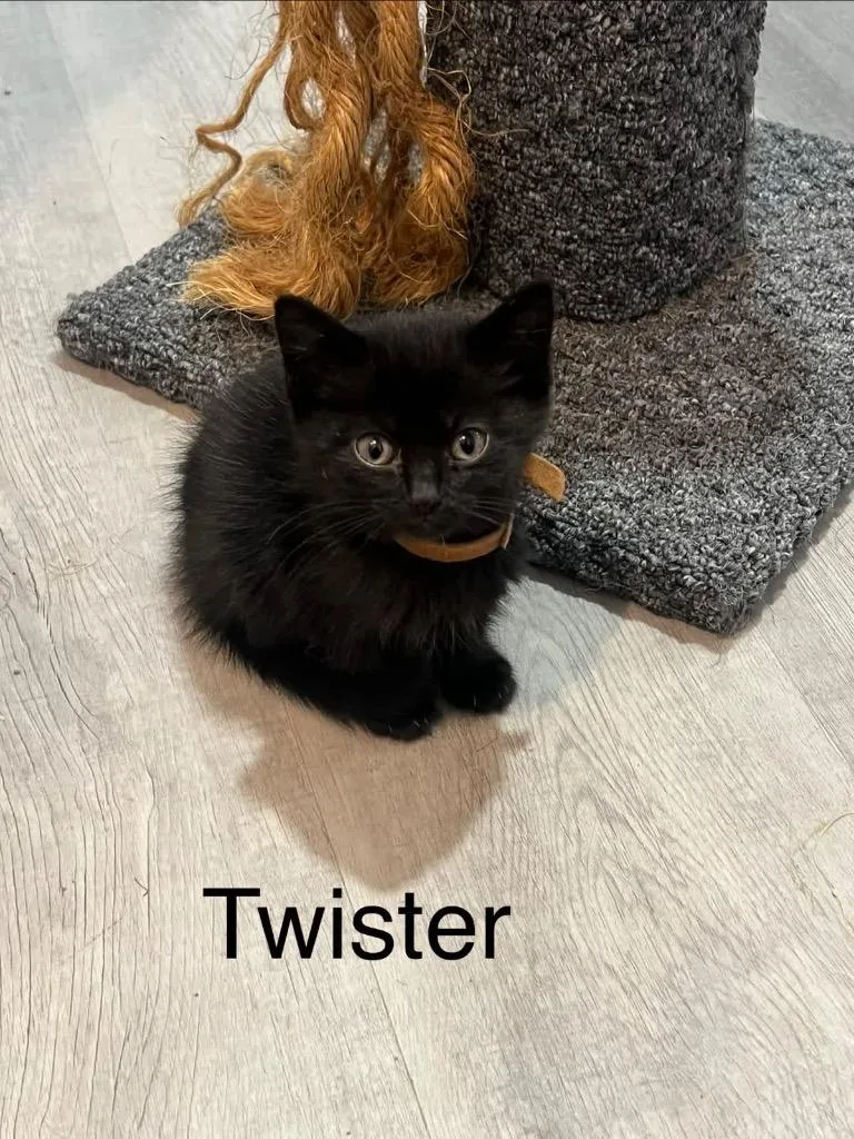 Twister thumbnail 5